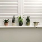 5 Mini House Plants